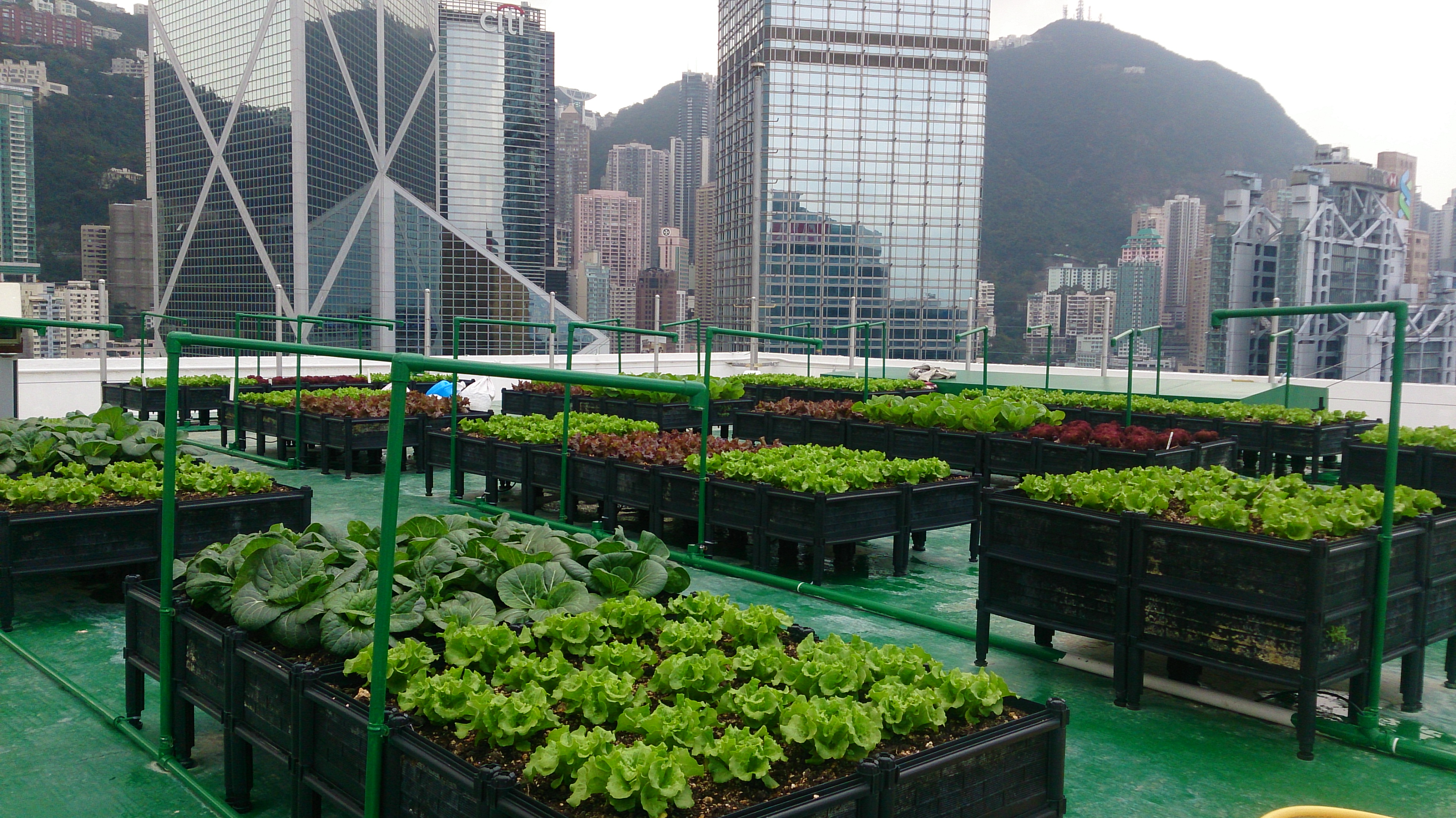Yayu Farm
