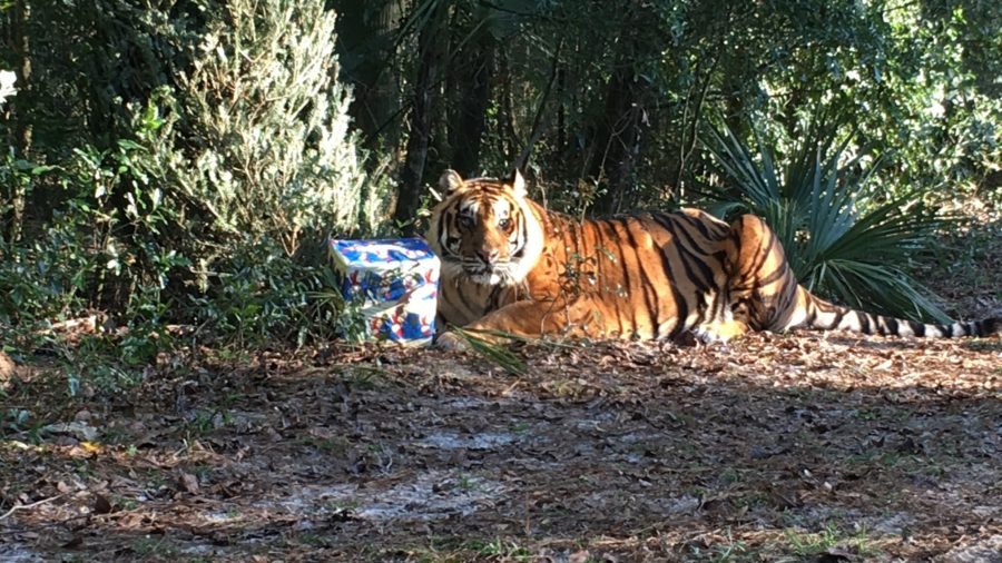 Forest Animal Rescue