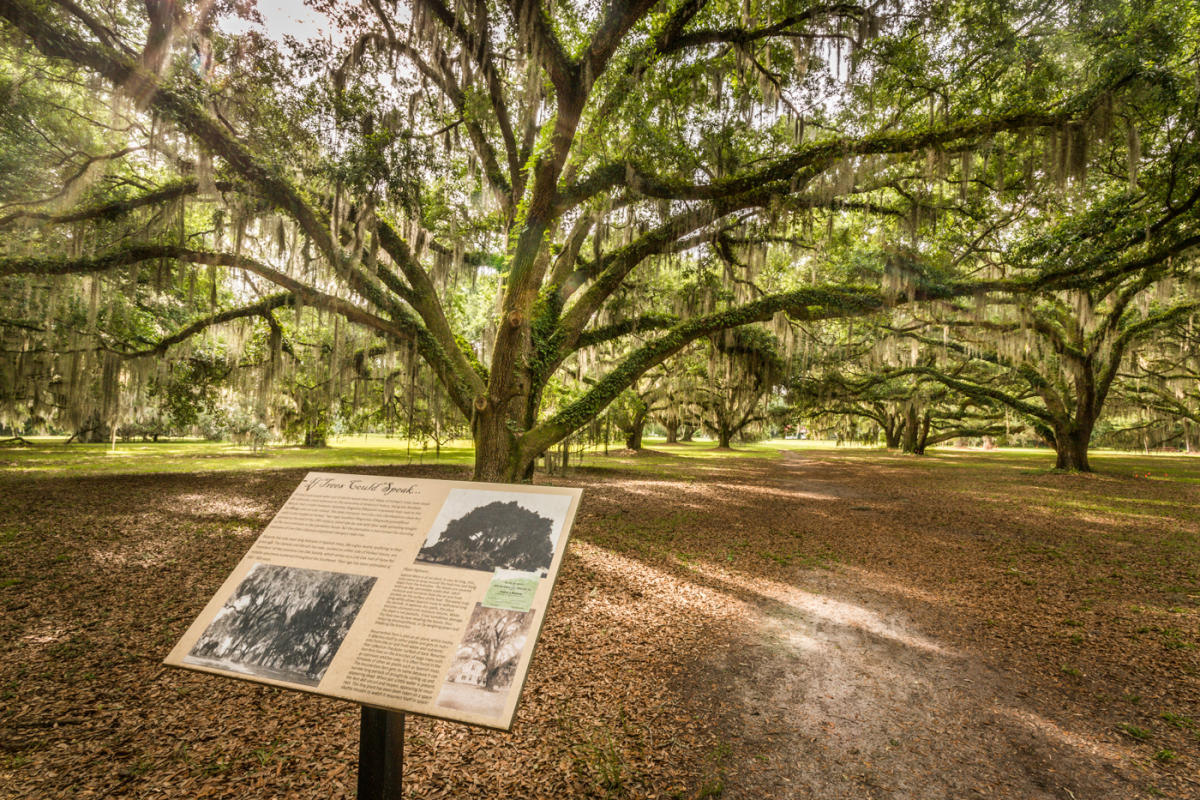 Hofwyl-Broadfield Plantation