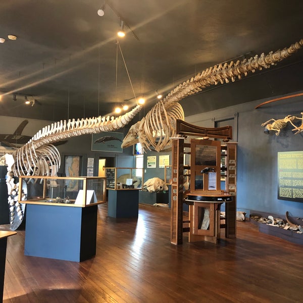 The Whale Museum
