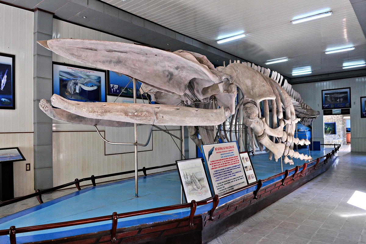 National Oceanographic Museum of Vietnam