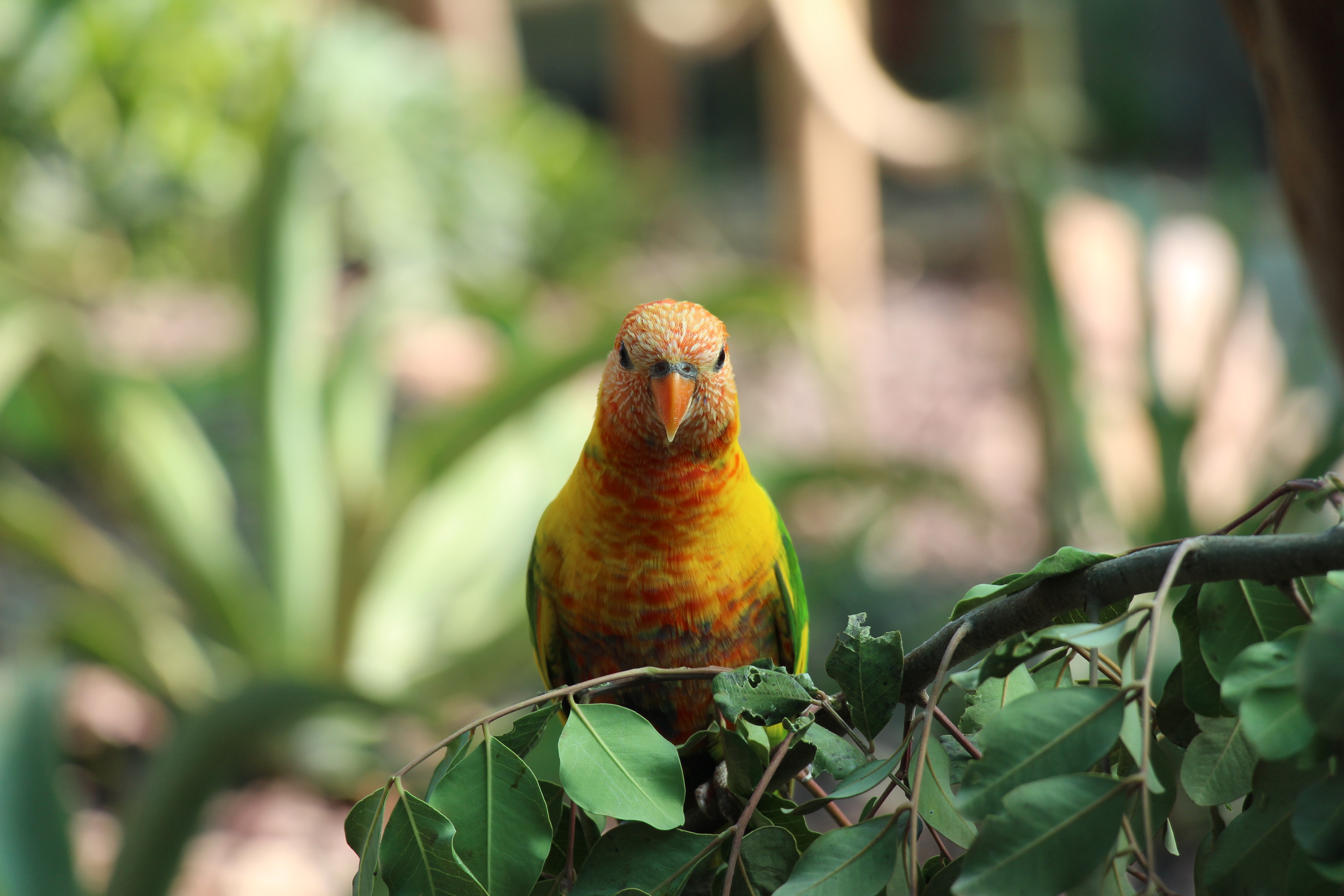 The Lovely Bird