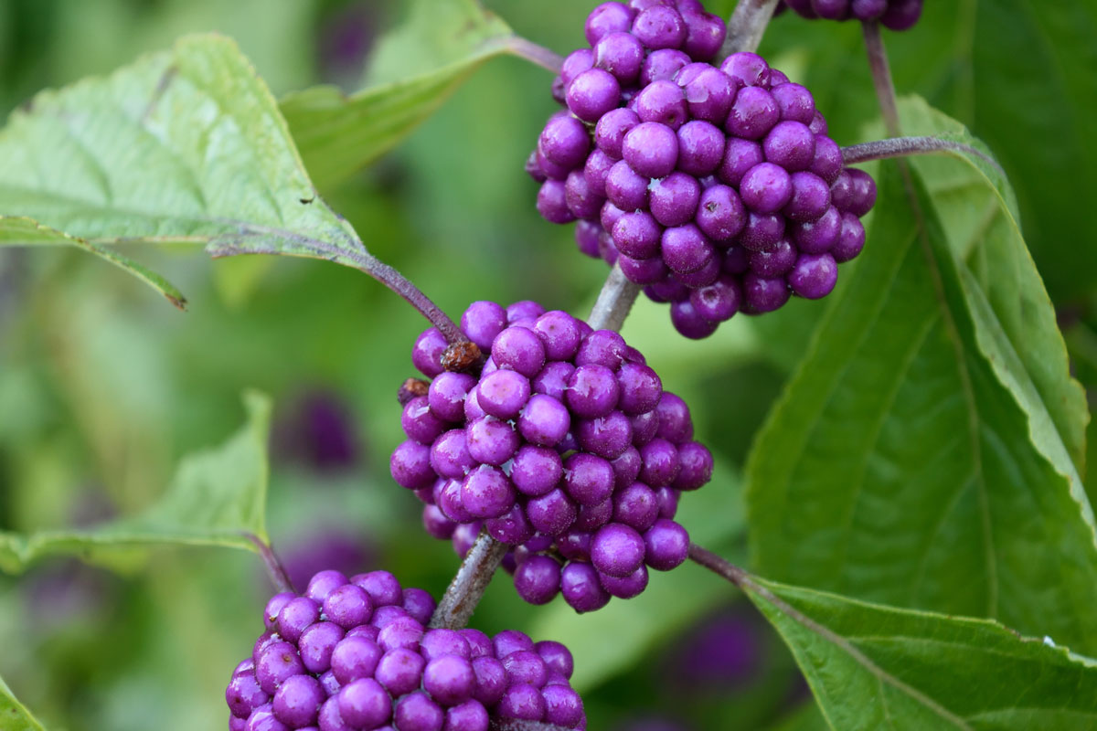 Berry Beauty