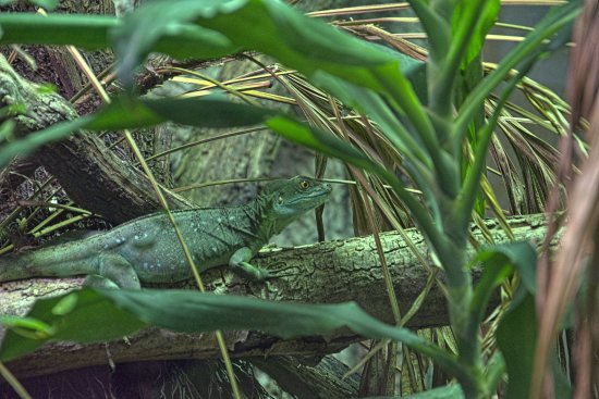 Reptilium