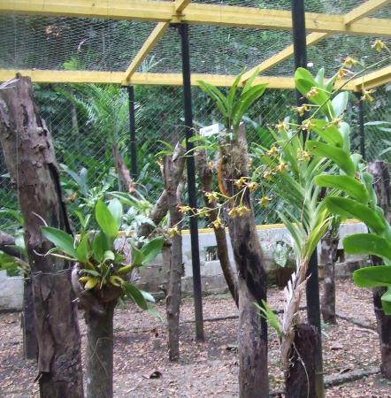Honiara Botanical Gardens