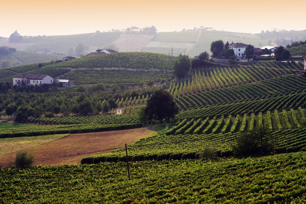 Azienda Agricola Monte Pomiciaro