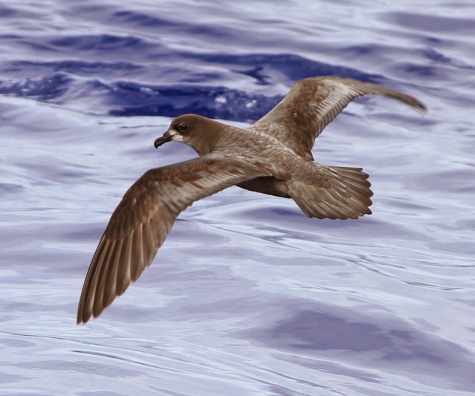 Dancing Petrel