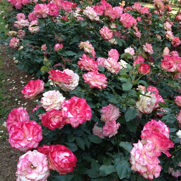 Raleigh Little Theatre Rose Garden