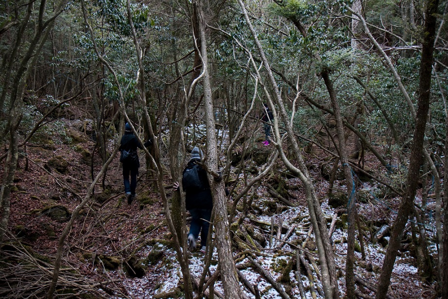 Yadan Forest