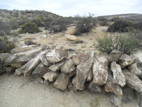 Bosque Petrificado Florentino Ameghino