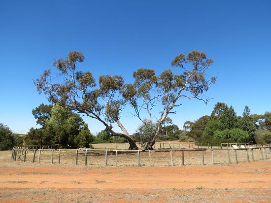 Australian Inland Botanic Gardens