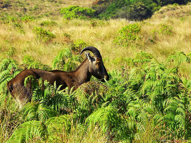 Rajamalai (Eravikulam) National Park