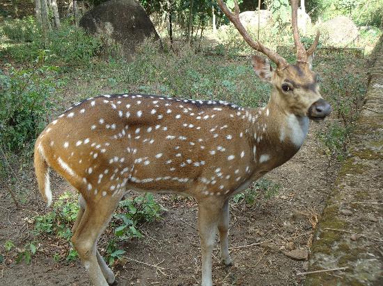 Neyyar Wild Life Sanctuary