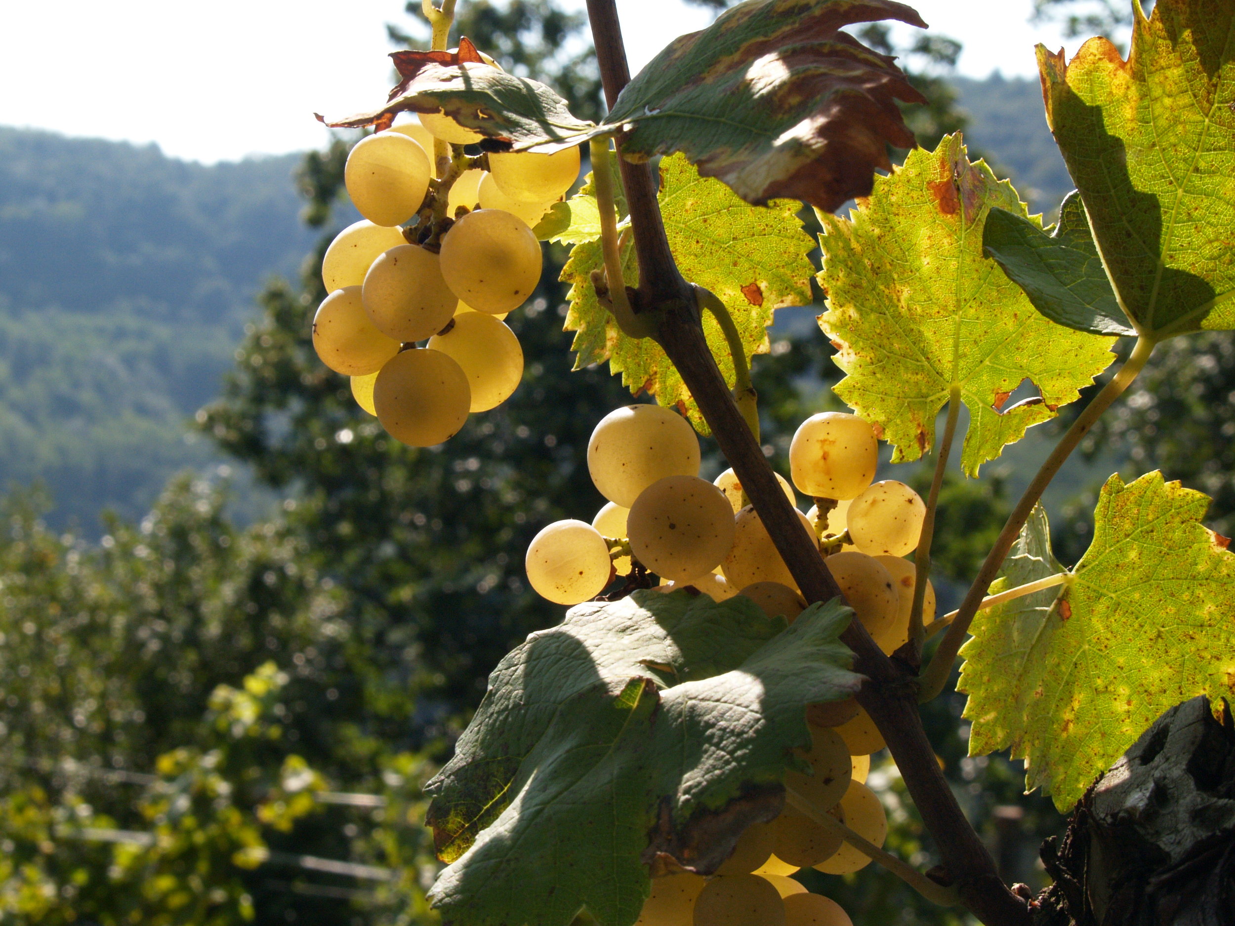 Azienda Agricola Ronchi Di Cialla