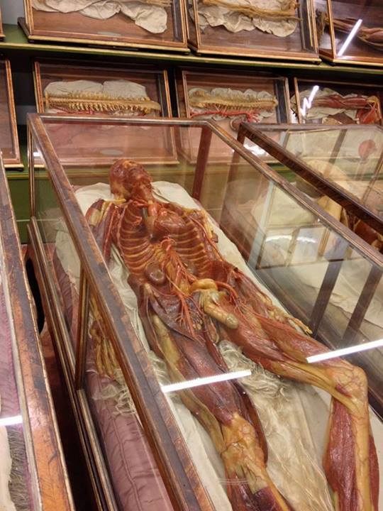 Museo de Anatomia Humana de UNASA