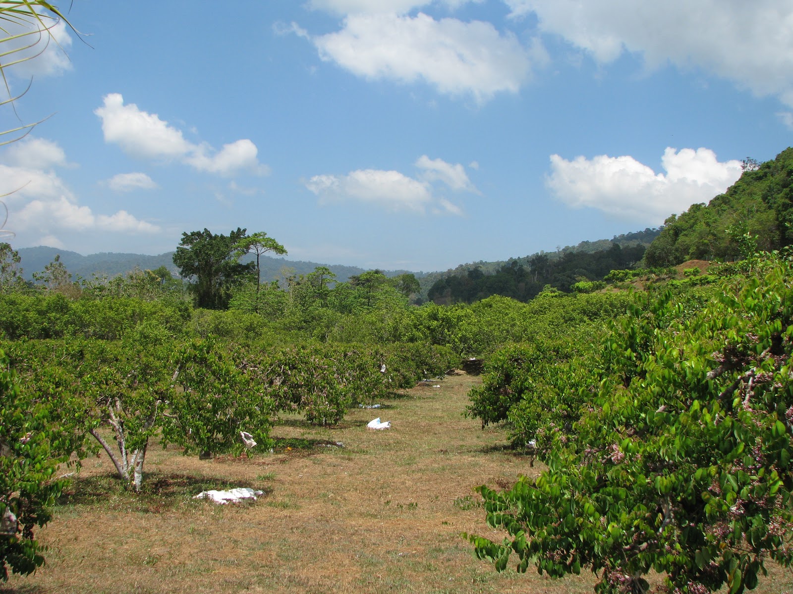 MARDI Langkawi Agro Technology Park