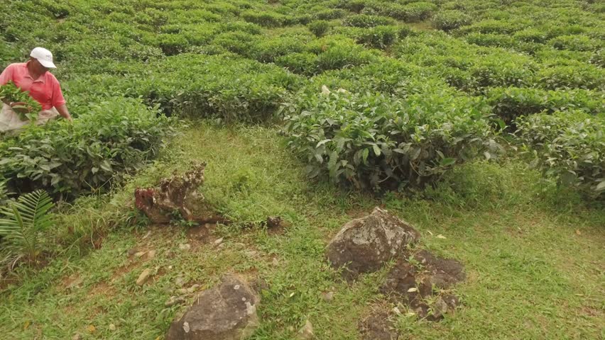 Tea Factory