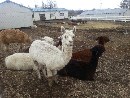 Nasu Alpaca Farm