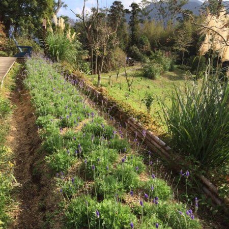 Lavender Cottage Jianshi