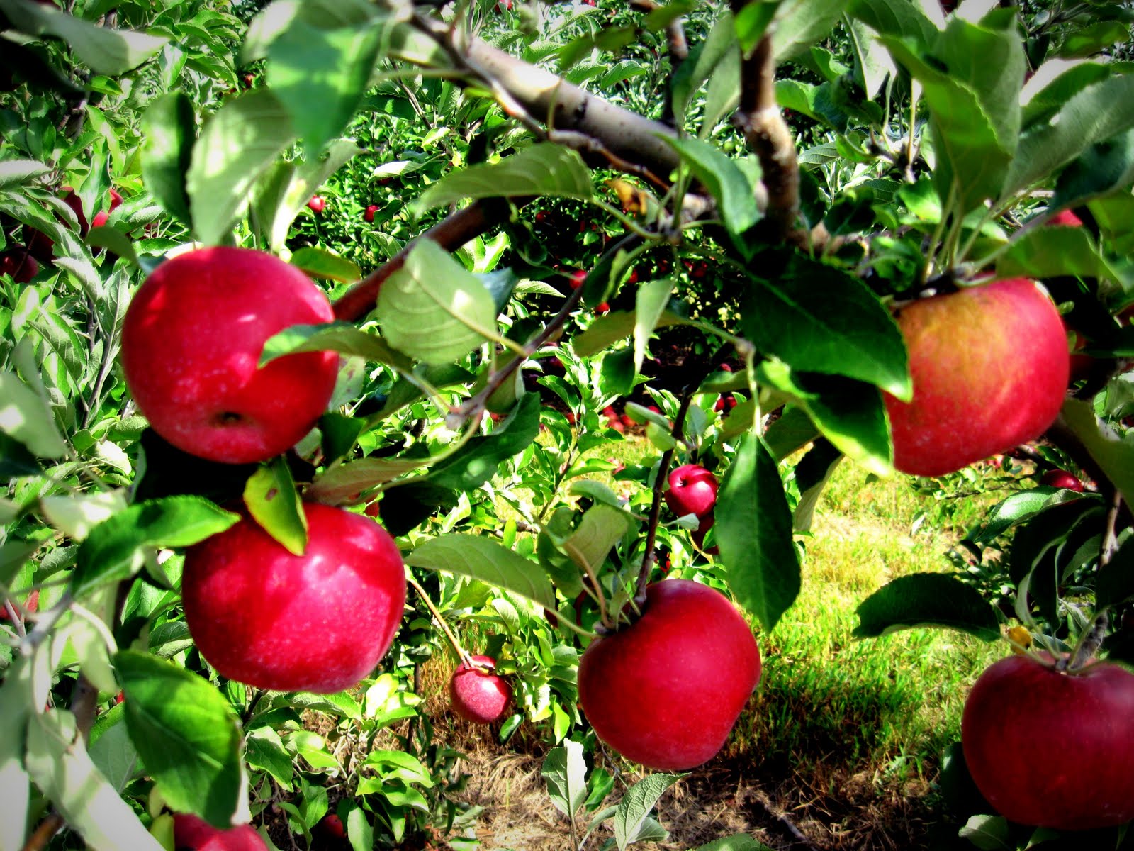Hick's Apple Orchard