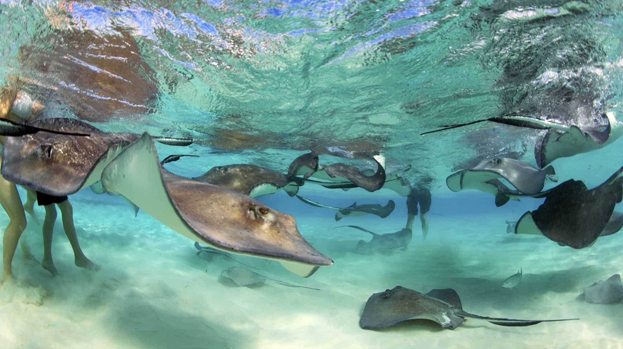 Stingray City