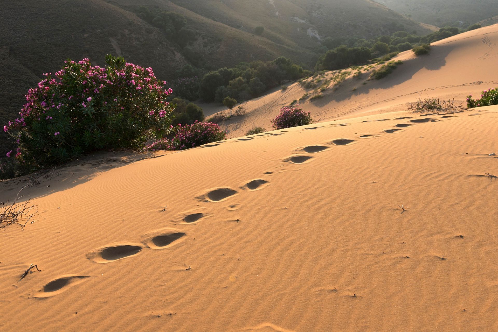 Sand Dunes