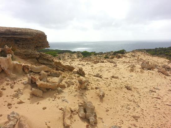 Calcified Forest