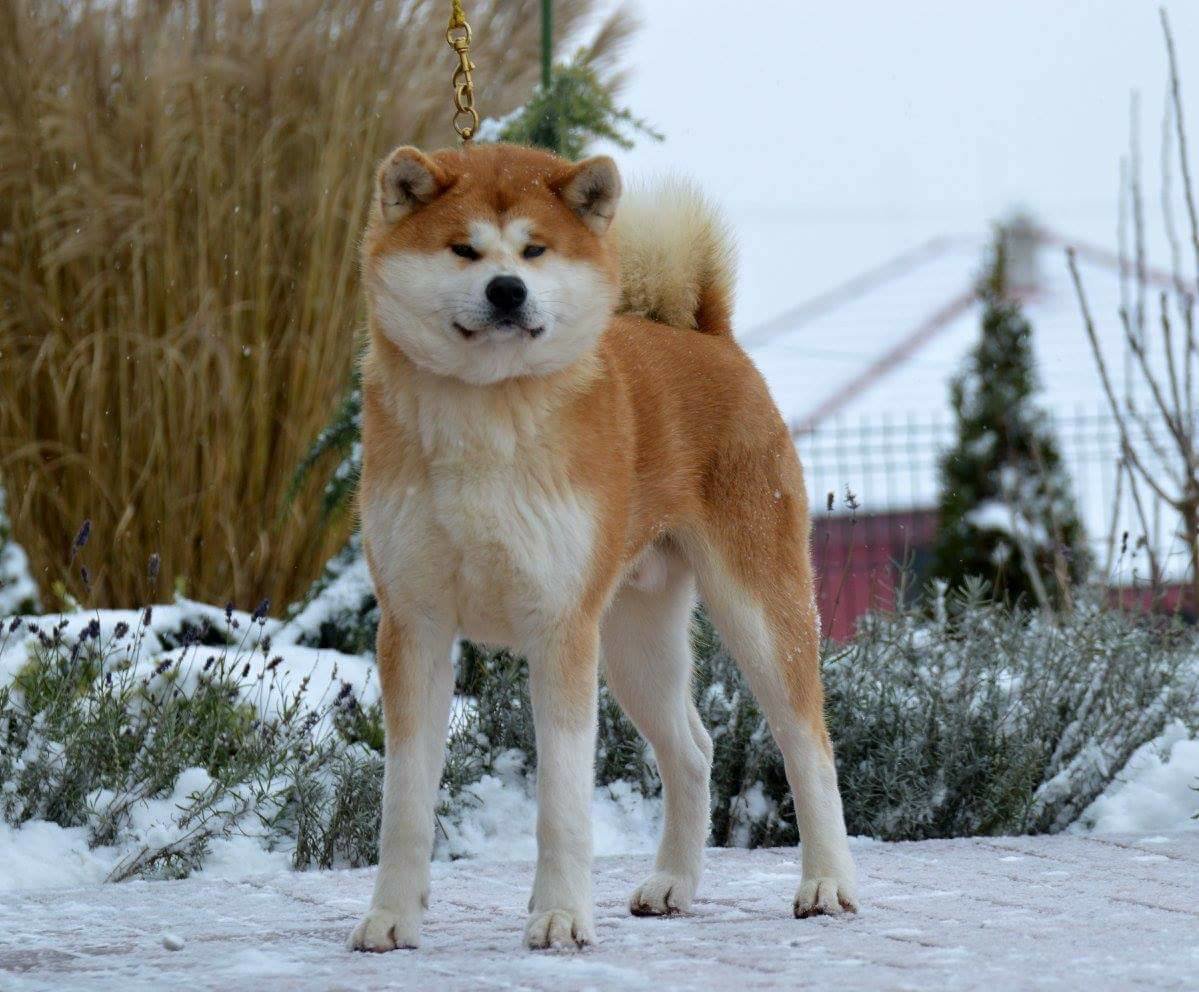 Akita Kurasu