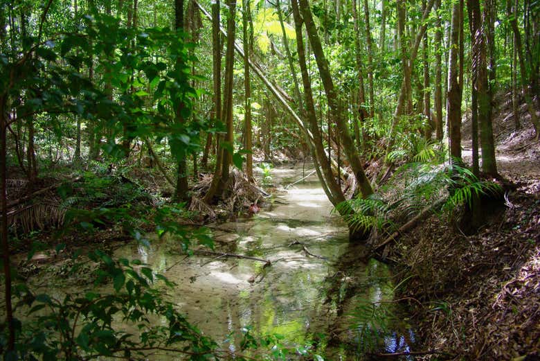 Central Station Rainforest