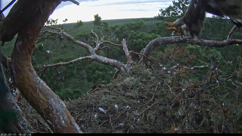 Eagles Nest