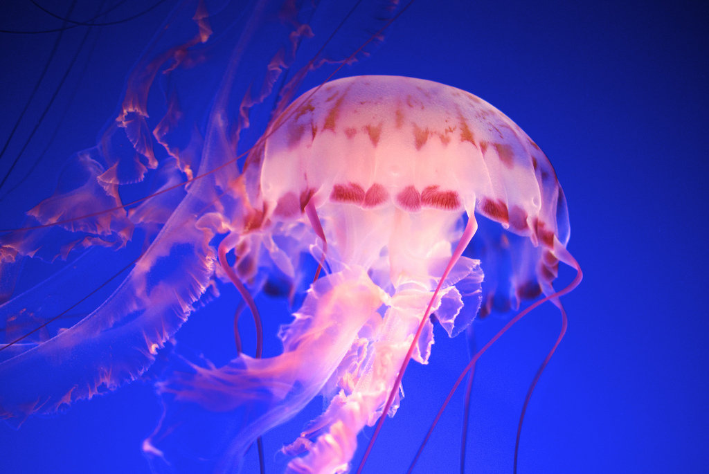 JellyFish