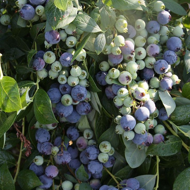 Tomoi Blueberry Garden