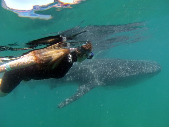 Whale Shark Encounter by Cabo Adventures