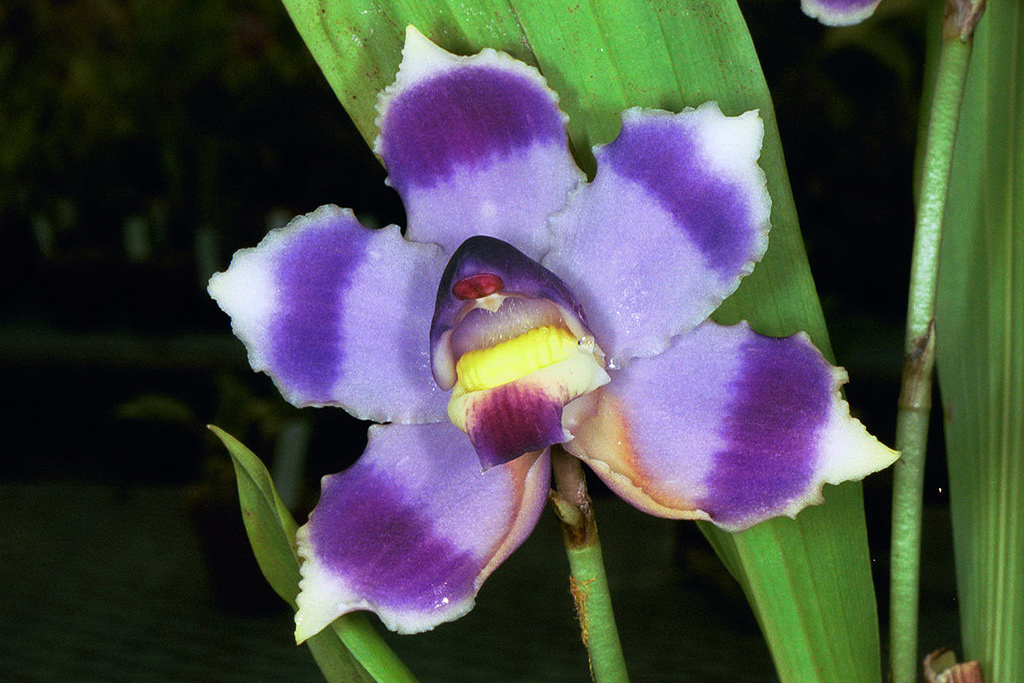 Centro Benessere Orchidea