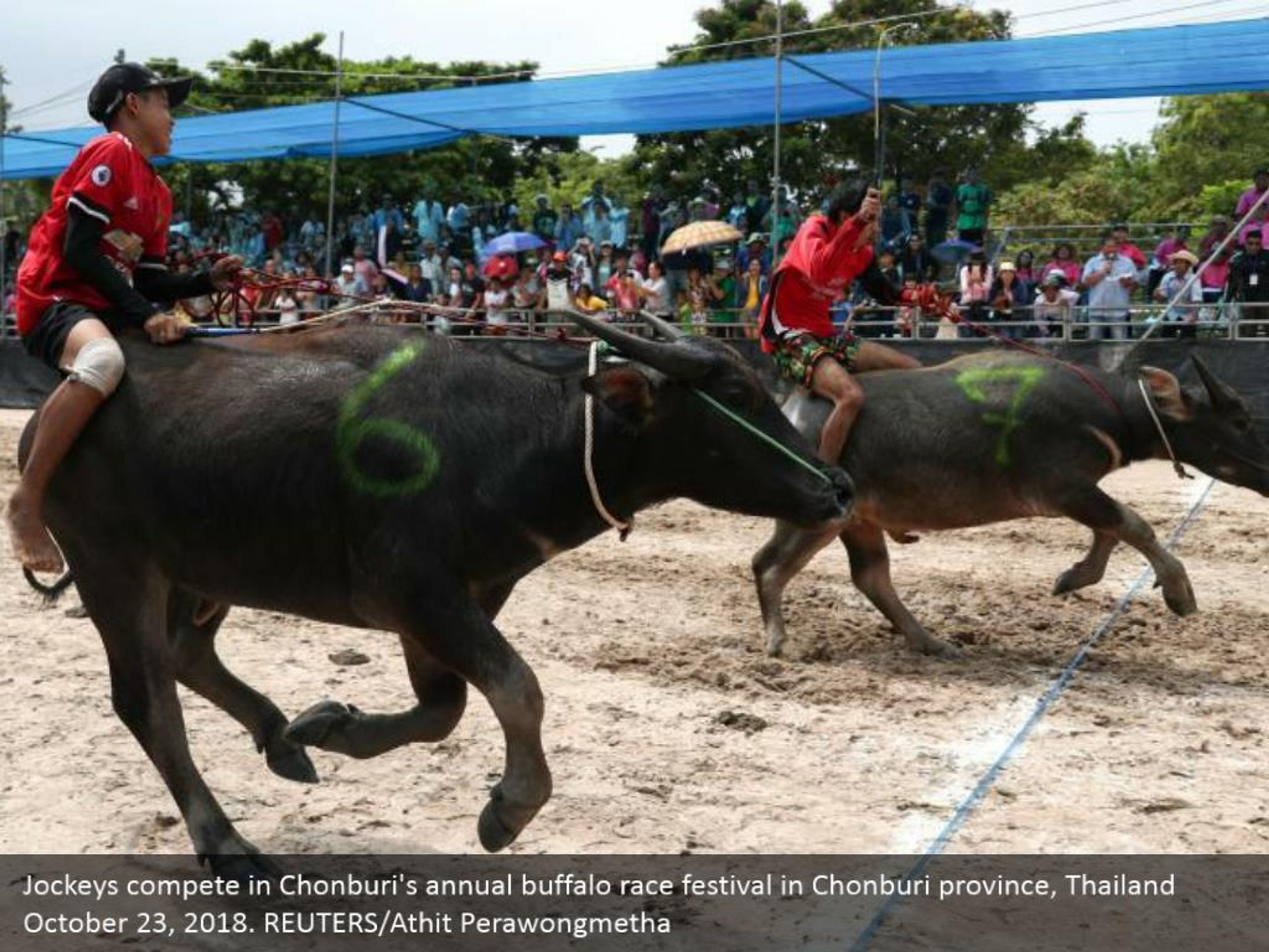 Buffalo Racing Festival