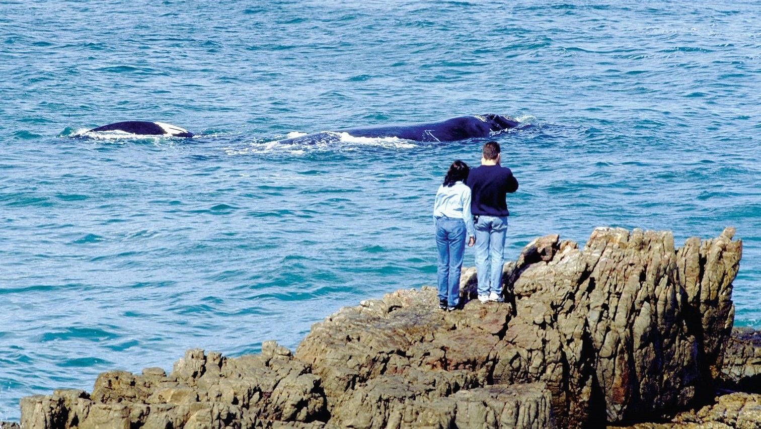 Cape Whale Coast