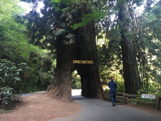 Tour-Through Tree