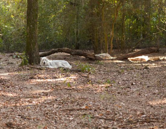 Oatland Island Wildlife Center