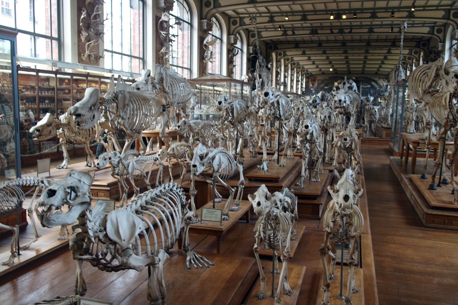 Galeries de Paléontologie et d'Anatomie comparée