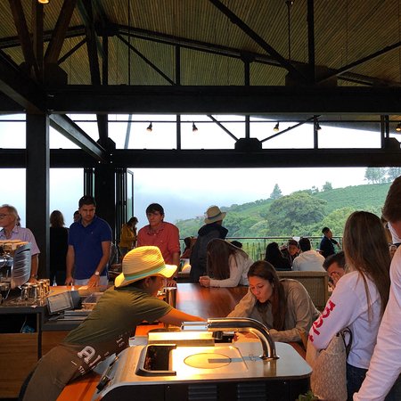Hacienda Alsacia Starbucks Coffee Farm