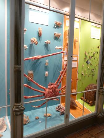 Musée d'Histoire Naturelle et Vivarium