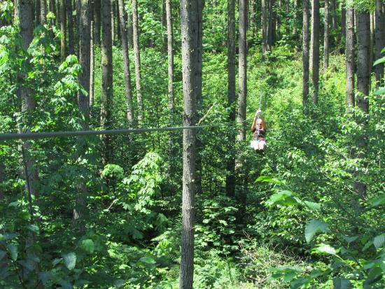 Deep Forest Challenge