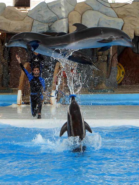 Kish Dolphin Park