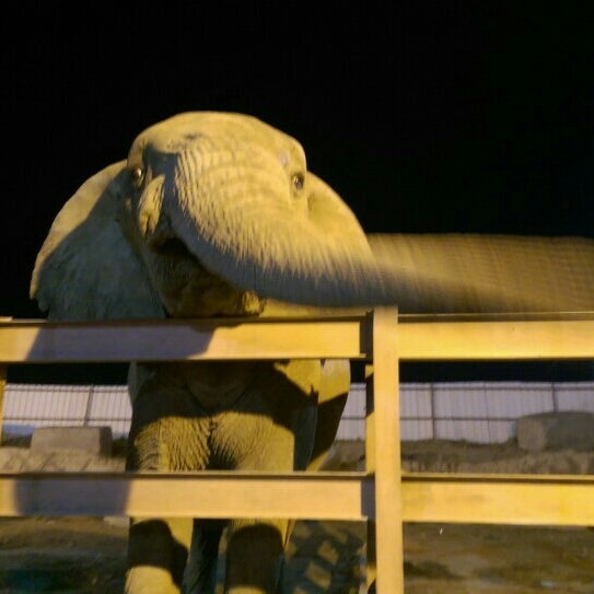 Taif Zoo