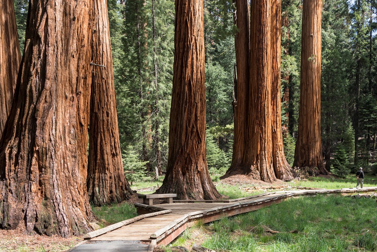 Redwood Canyon Trail
