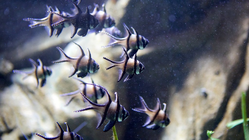 Blue Reef Aquarium Hastings