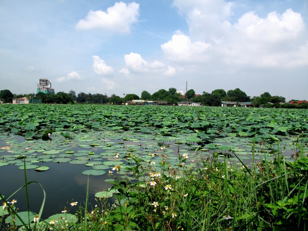 Lotus Lake Wetland