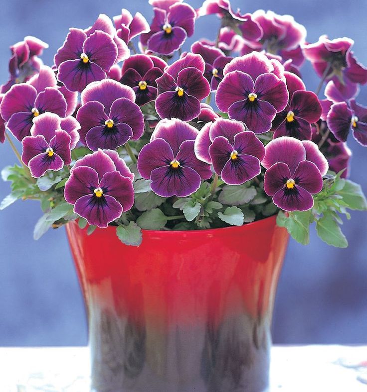 Pansy House