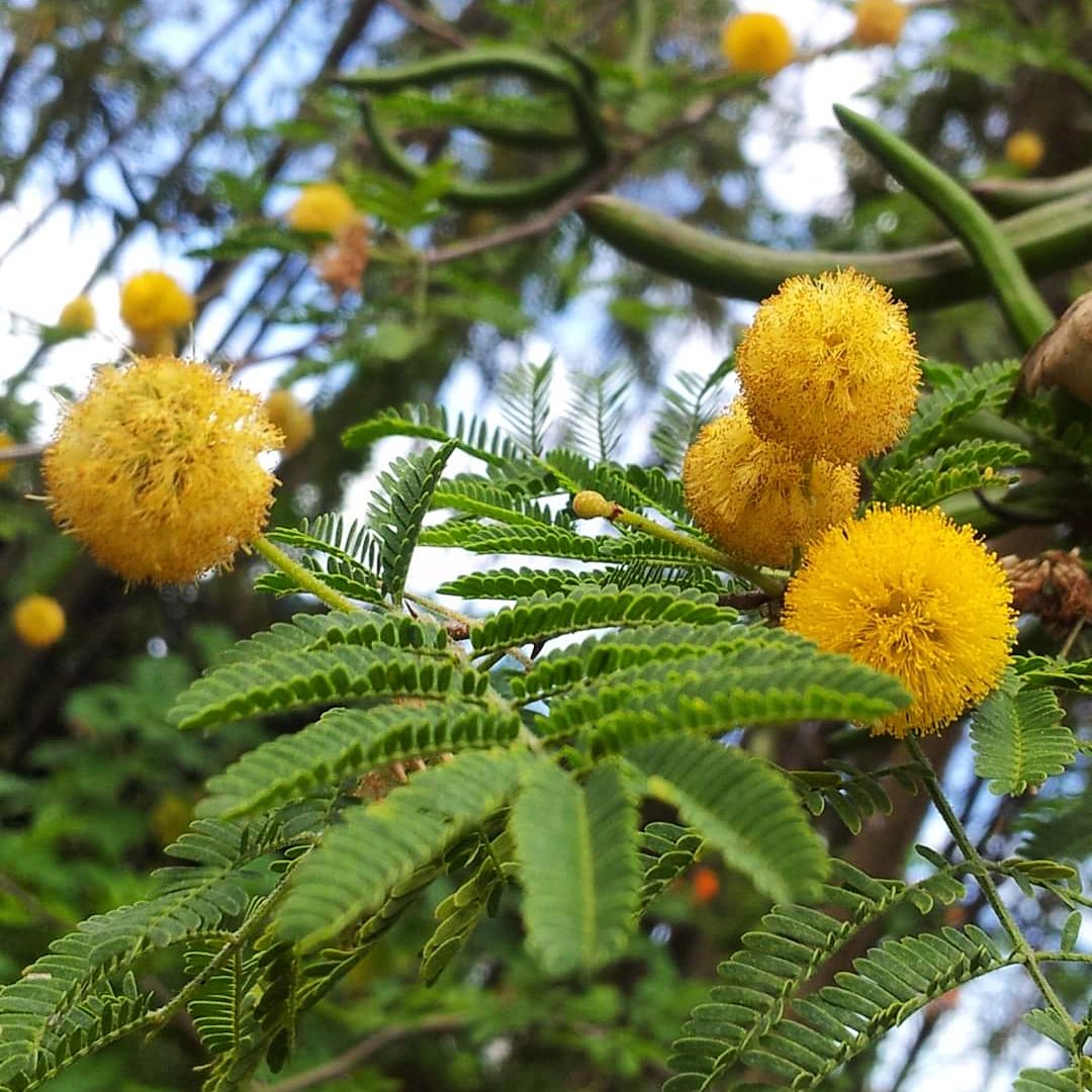 Acacia