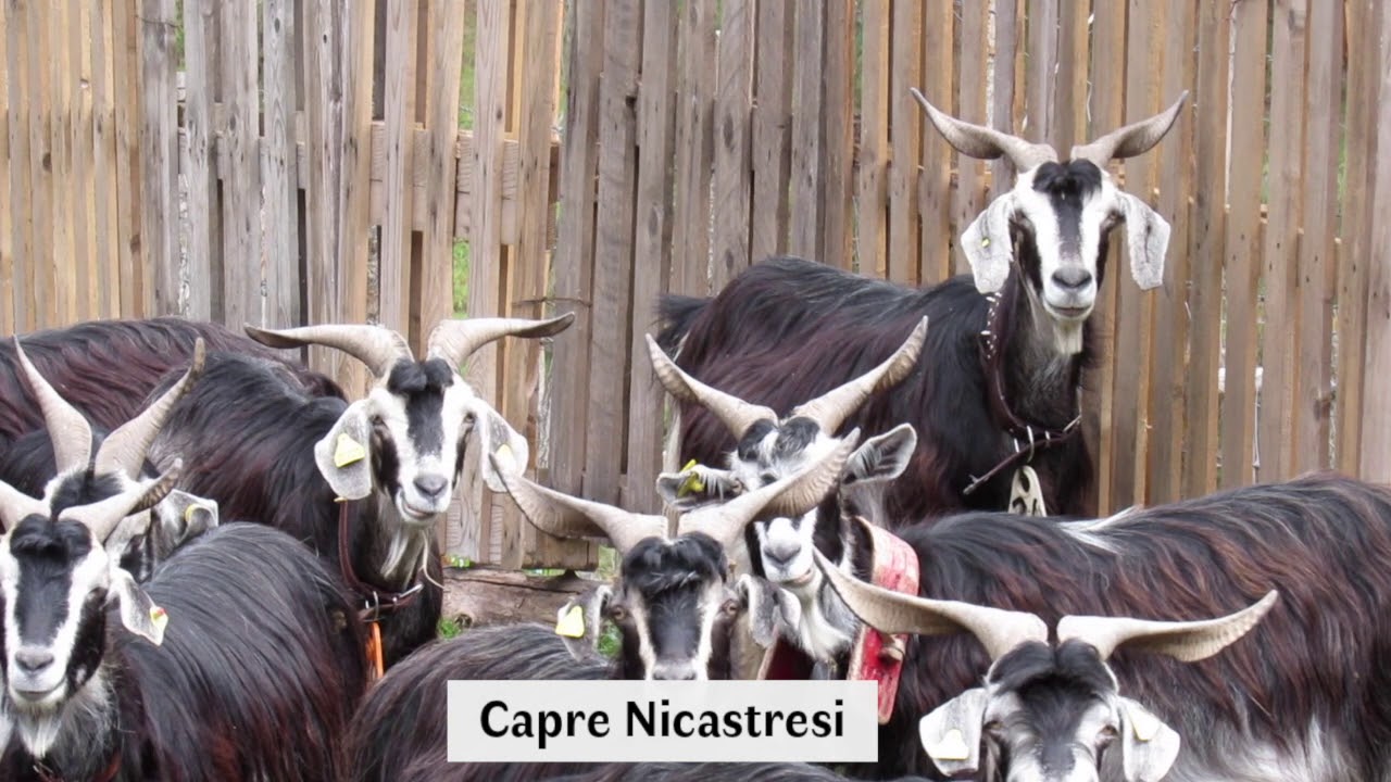 Capre Mucche & Pehore